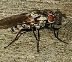 Anthomyia