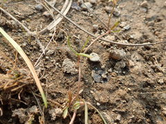 Ranunculus flammula ovalis