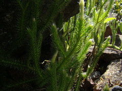Lycopodium