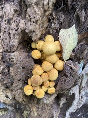 Gymnopilus subspectabilis