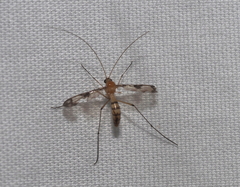 Keroplatidae