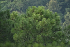 Pinus