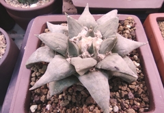 Ariocarpus