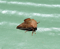 Telamona monticola