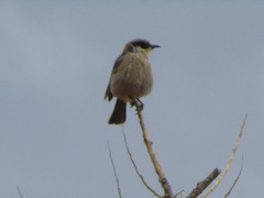 Gavicalis virescens