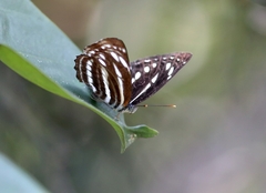 Neptis nata