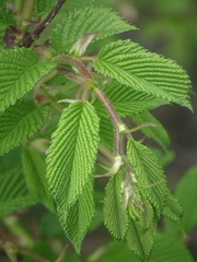 Ulmus davidiana