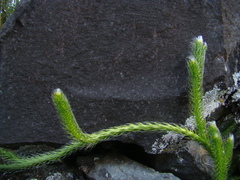 Lycopodium