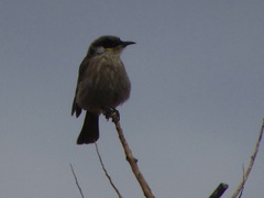 Gavicalis virescens