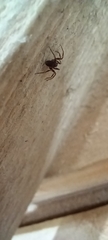 Harpactea hombergi