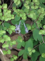 Corydalis kiautschouensis