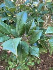 Ilex opaca