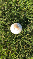 Chlorophyllum molybdites