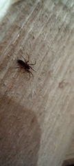 Harpactea hombergi