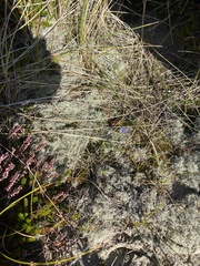 Cladonia portentosa