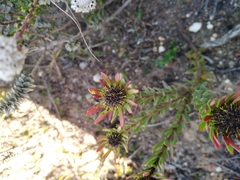 Leucadendron modestum