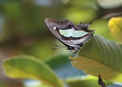 Polyura athamas