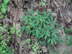 Corydalis kiautschouensis