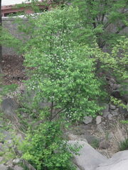 Prunus padus