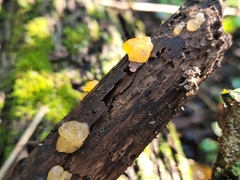 Myxarium nucleatum