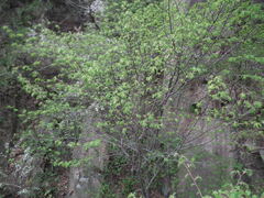 Ulmus davidiana