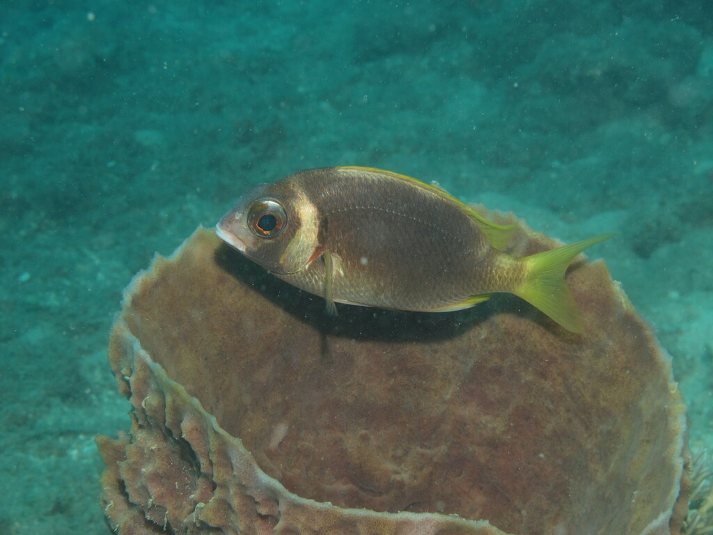 Whitecheek Monocle Bream