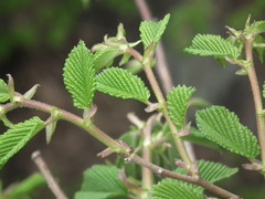 Ulmus davidiana