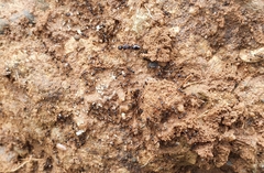 Tetramorium tsushimae