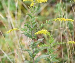 Solidago rugosa