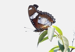 Hypolimnas misippus