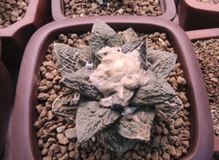 Ariocarpus