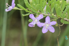 Lycium carolinianum