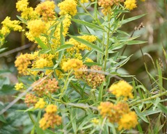 Euthamia graminifolia