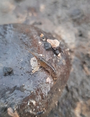 Alpheidae