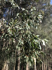 Eucalyptus polyanthemos