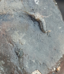 Alpheidae