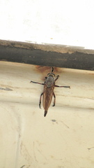 Neoaratus hercules
