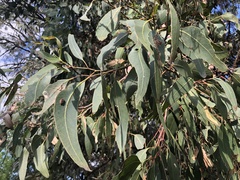 Eucalyptus polyanthemos