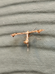 Platyptilia carduidactylus