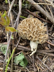 Morchella