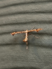 Platyptilia carduidactylus