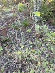 Crataegus spathulata