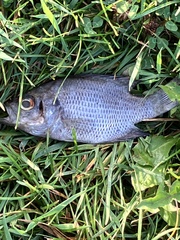 Ambloplites rupestris