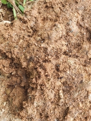 Tetramorium tsushimae