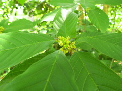 Frangula caroliniana