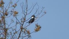 Megaceryle torquata stellata