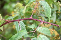 Rubus pensilvanicus