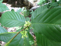 Frangula caroliniana