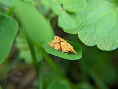Cenopis reticulatana