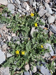 Sibbaldianthe orientalis